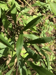 Solidago speciosa rigidiuscula