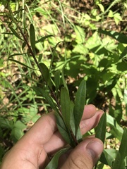 Solidago speciosa rigidiuscula