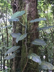 Image of Philodendron crassispathum
