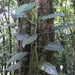 Philodendron crassispathum - Photo (c) Carlos Sanchez, algunos derechos reservados (CC BY-NC), uploaded by Carlos Sanchez