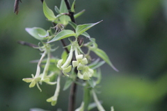Bouvardia multiflora
