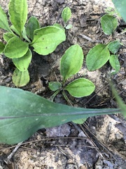 Solidago speciosa rigidiuscula