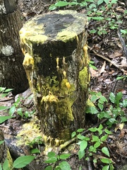 Physarum polycephalum