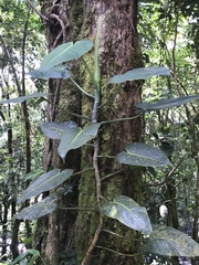 Philodendron crassispathum