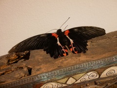 Papilio rumanzovia
