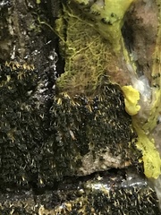 Physarum polycephalum