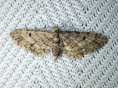 Eupithecia annulata