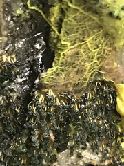 Physarum polycephalum