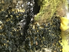 Physarum polycephalum