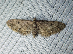 Eupithecia annulata