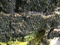 Physarum polycephalum