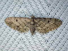 Eupithecia annulata