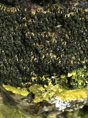 Physarum polycephalum