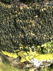 Physarum polycephalum