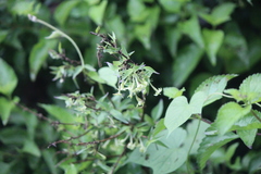 Bouvardia multiflora