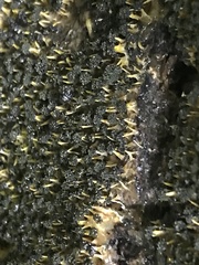 Physarum polycephalum