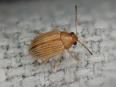 Colaspis brunnea