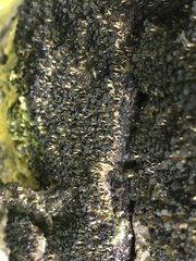 Physarum polycephalum