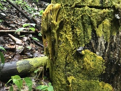 Physarum polycephalum