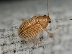 Colaspis brunnea