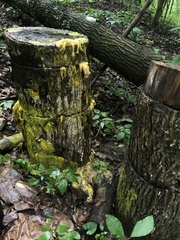 Physarum polycephalum