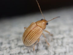 Colaspis brunnea