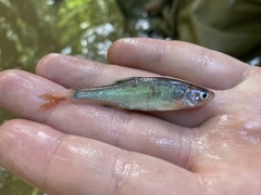 Lythrurus umbratilis