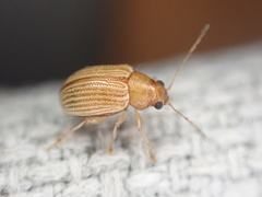 Colaspis brunnea