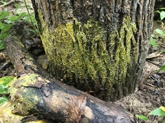 Physarum polycephalum