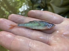 Lythrurus umbratilis