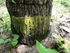 Physarum polycephalum