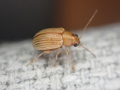 Colaspis brunnea