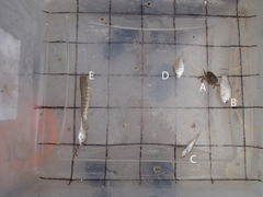 Cyprinodon variegatus variegatus