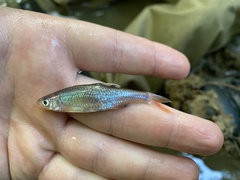 Lythrurus umbratilis