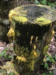 Physarum polycephalum