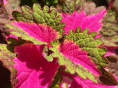 Coleus scutellarioides