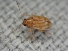 Colaspis brunnea