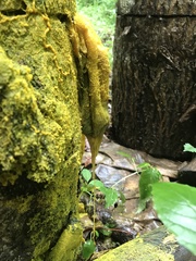 Physarum polycephalum