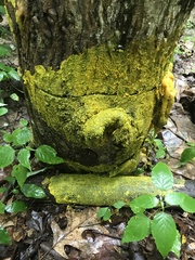 Physarum polycephalum