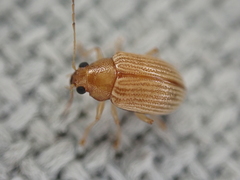 Colaspis brunnea