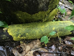 Physarum polycephalum