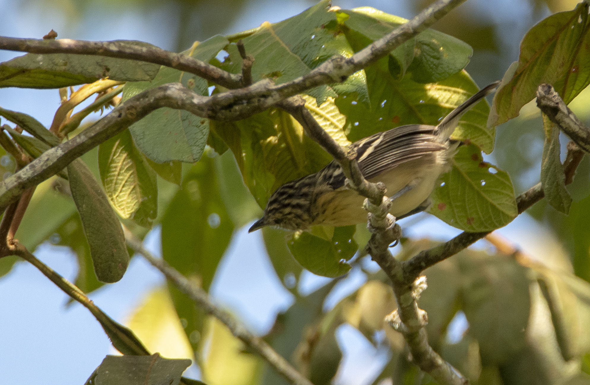 Pygmy Antwren (Myrmotherula brachyura), photo 1