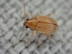 Colaspis brunnea