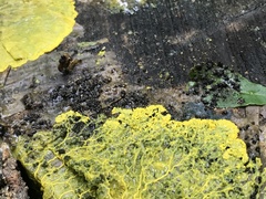 Physarum polycephalum