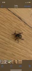 Exomala orientalis