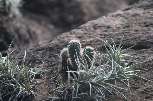 Mammillaria crinita
