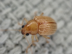 Colaspis brunnea