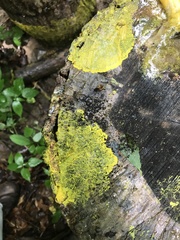 Physarum polycephalum