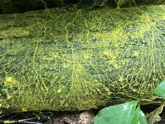 Physarum polycephalum