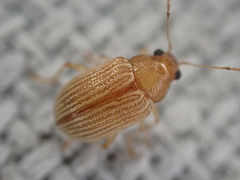 Colaspis brunnea